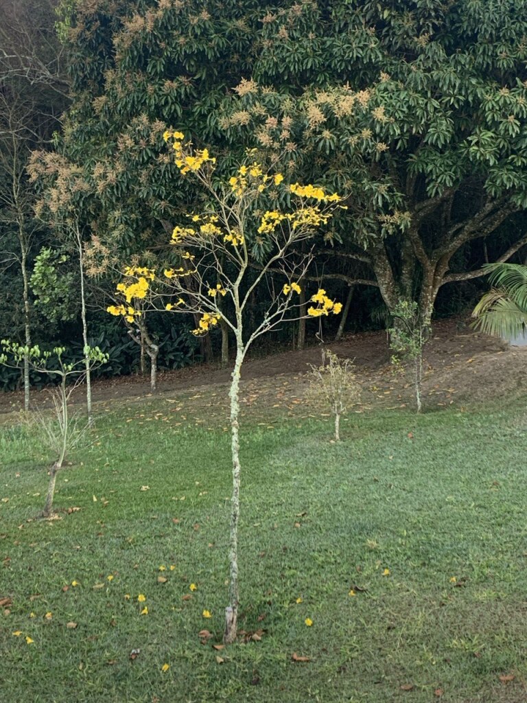ipe-amarelo.jpg